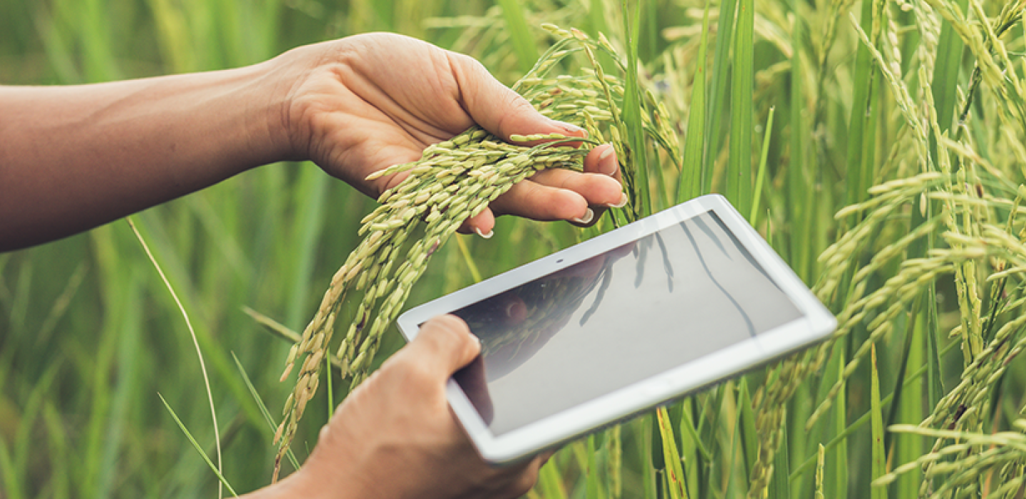 Farmer standing in a rice field with a tablet